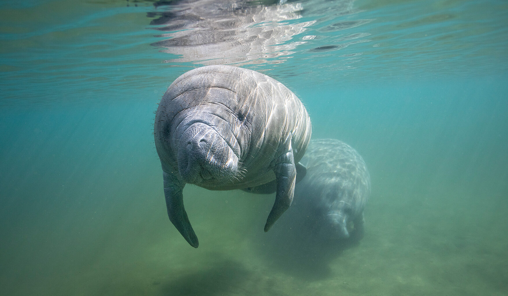 Manatees among species at risk as Trump strips ESA protections
