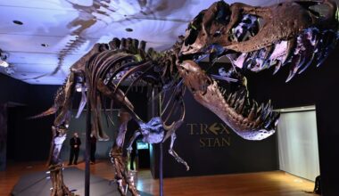 First-known bone of hatchling T. rex discovered stashed among museum collection