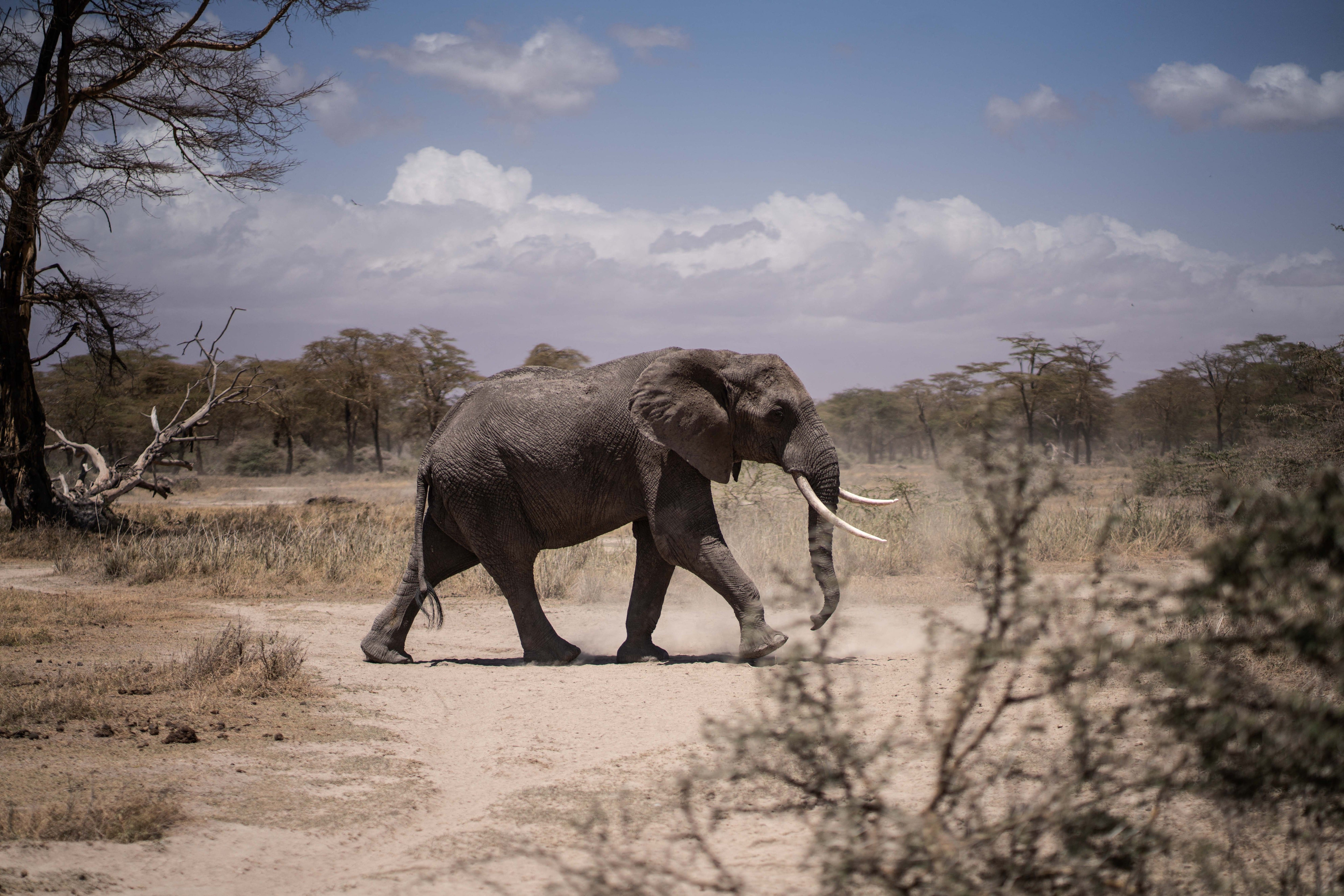 An elephant walking towards a nearby river in Kimana Sanctuary