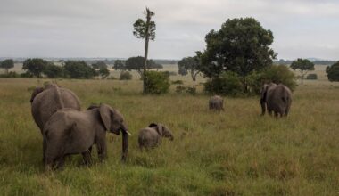 Mysterious deaths of 15 elephants prompt national park investigation
