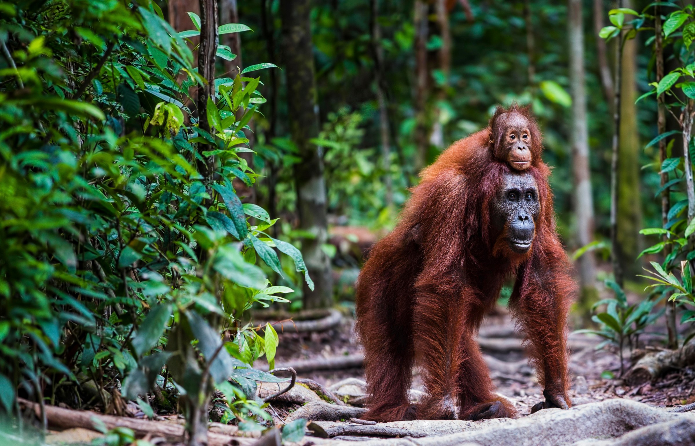 An adult orangutan walks through dense tropical forest with a young orangutan riding on its shoulders.