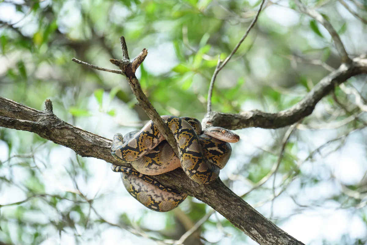 Reticulated python