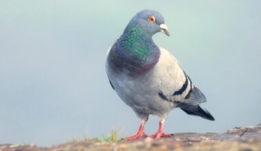 A wild feral rock dove or common pig