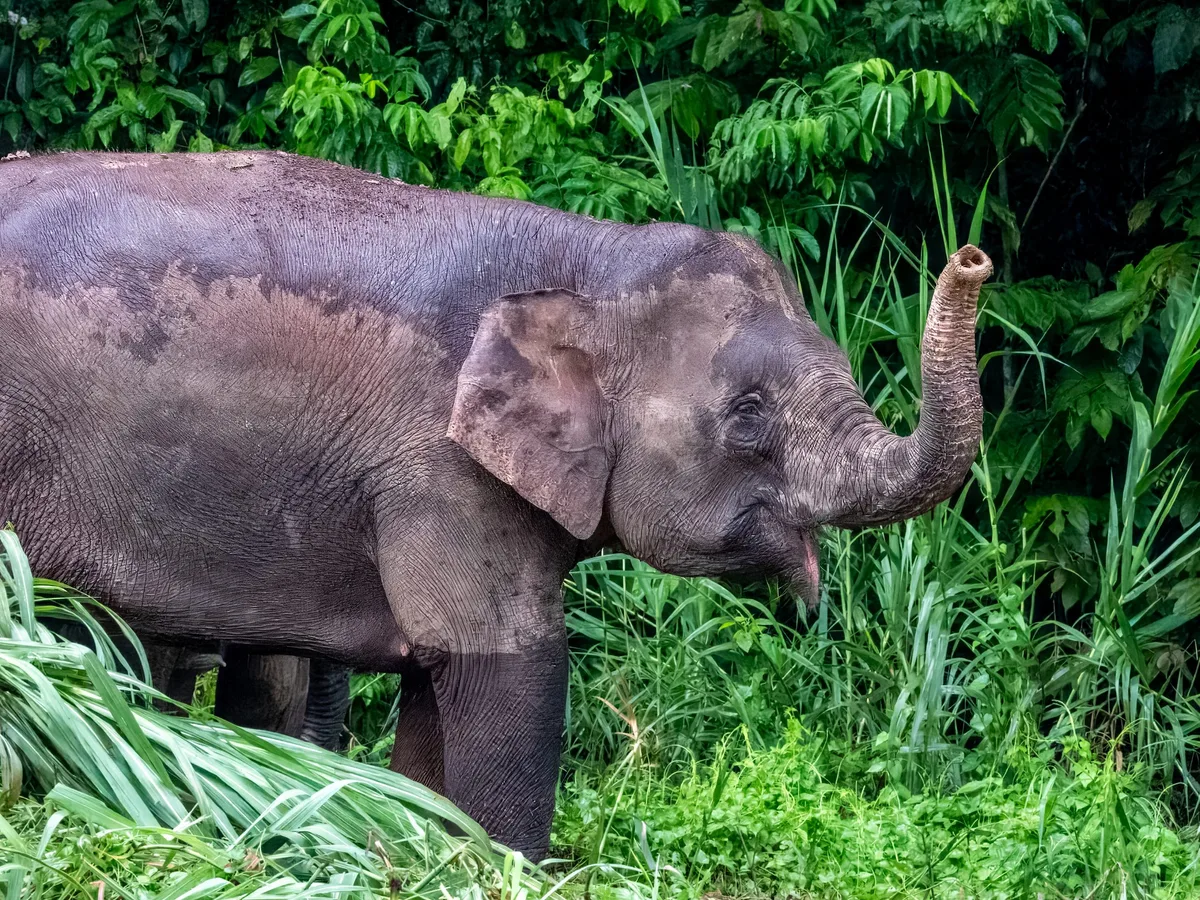 Bornean pygmy elephant