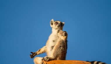 Lemur sunbathing