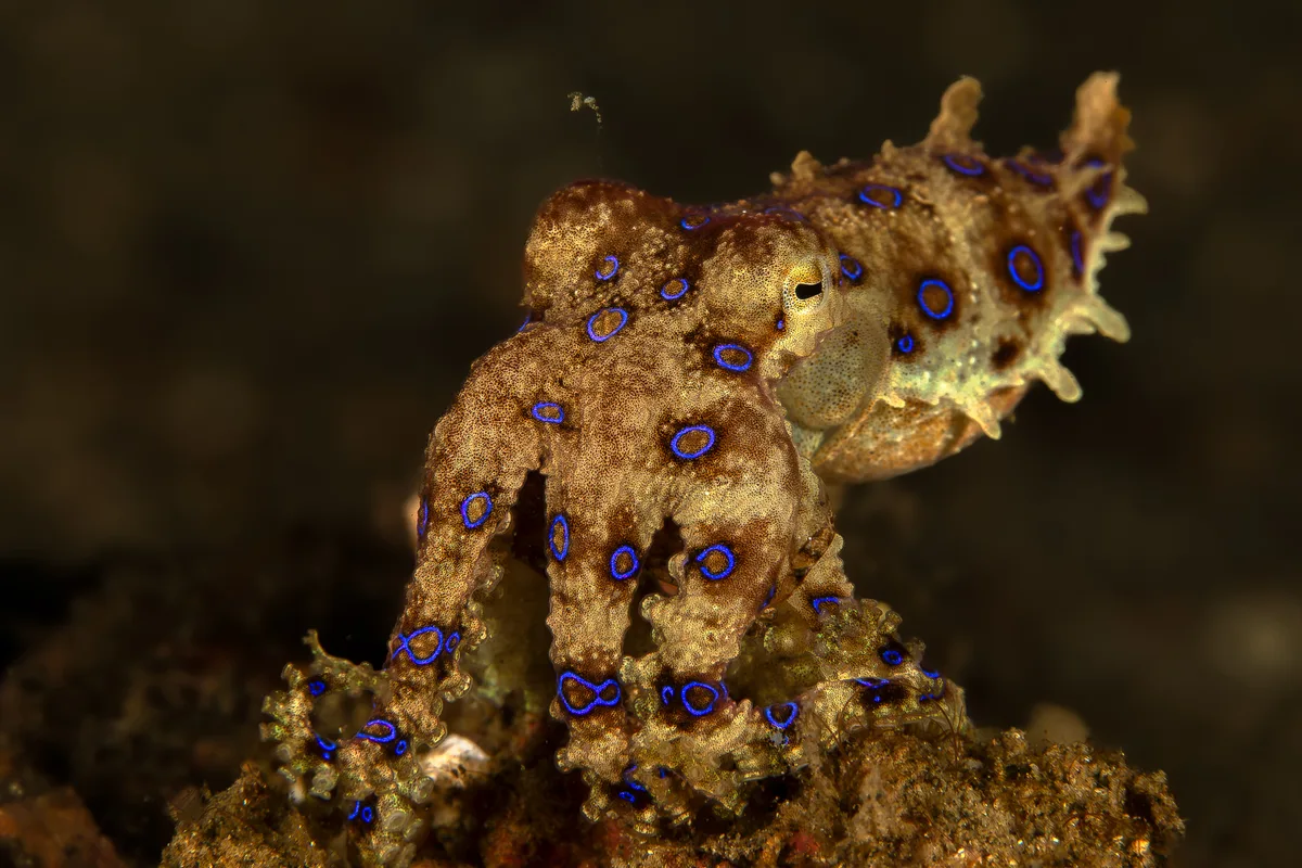 Blue-ringed octopus 