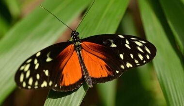 Tiger longwing( Heliconius hecale ) resting on a leaf with spread wings.