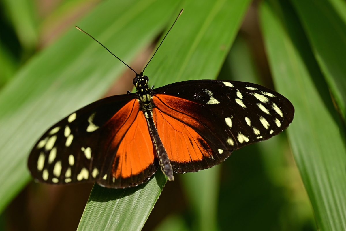 Tiger longwing( Heliconius hecale ) resting on a leaf with spread wings.