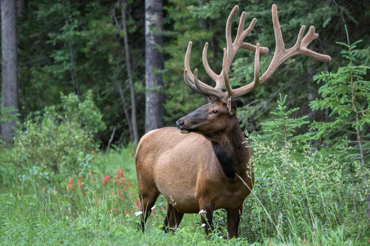 Bull elk