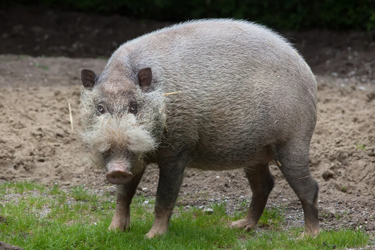Bornean bearded pig 