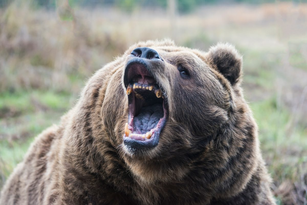 Brown bear