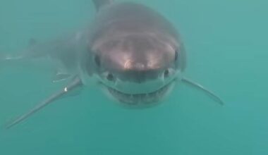 Watch: Great white shark might be the first caught on camera in Rhode Island