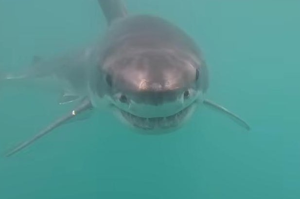 Watch: Great white shark might be the first caught on camera in Rhode Island