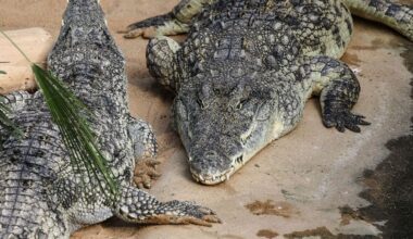Toddler thrown into crocodile pit by stranger undergoes seventh surgery