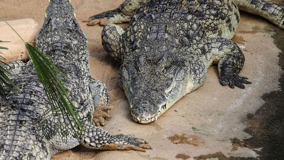 Toddler thrown into crocodile pit by stranger undergoes seventh surgery