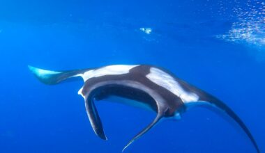 NZ scientist’s research offers ray of hope for elusive ocean megafauna