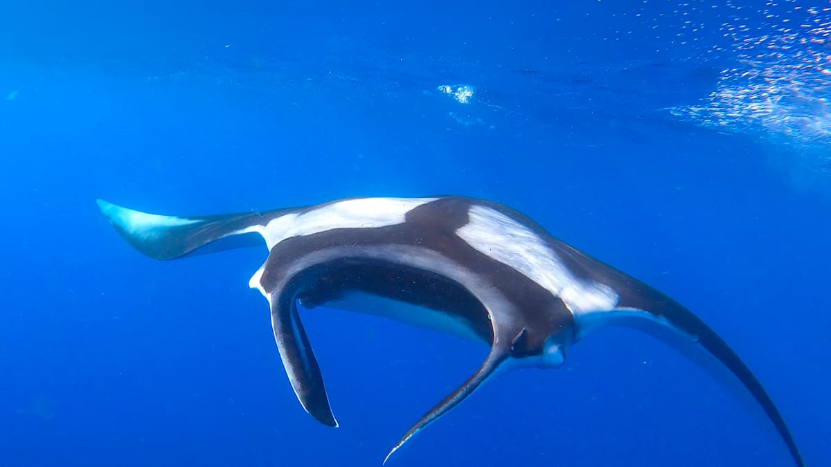 NZ scientist’s research offers ray of hope for elusive ocean megafauna