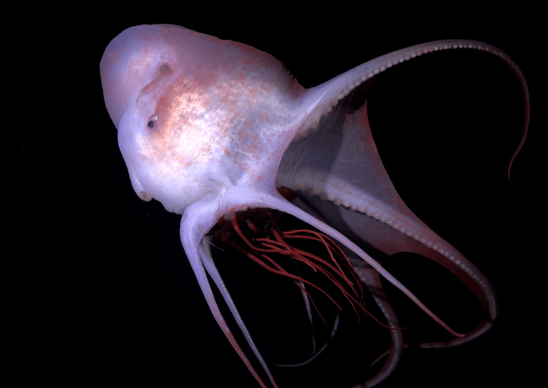 a large jellyfish with a pink hue