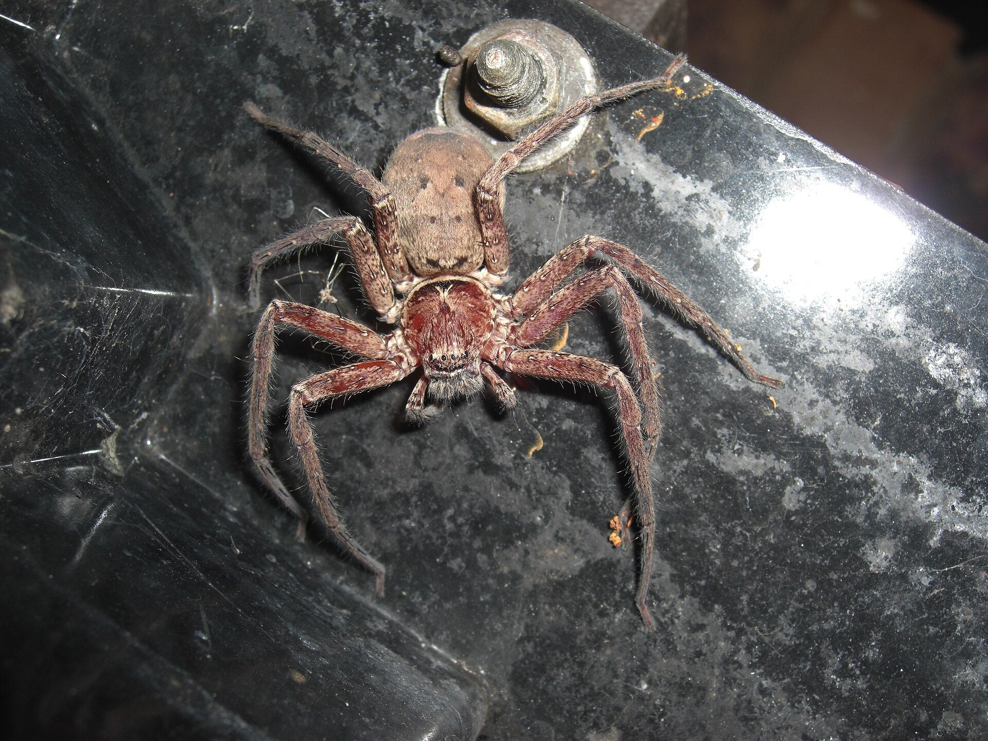 Heteropoda cervina on a barbeque in NSW