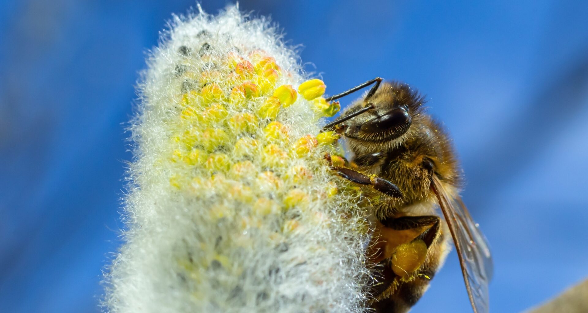 Honey bee larvae can't smell - and that's actually a good thing