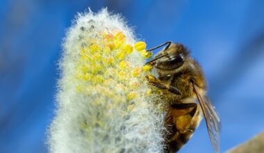 Honey bee larvae can't smell - and that's actually a good thing