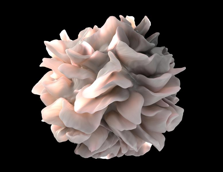 Human Dendritic Cell