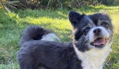 Charlie the chihuahua was seconds from safety when he was fatally mauled