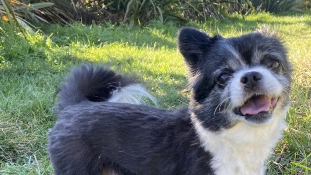 Charlie the chihuahua was seconds from safety when he was fatally mauled