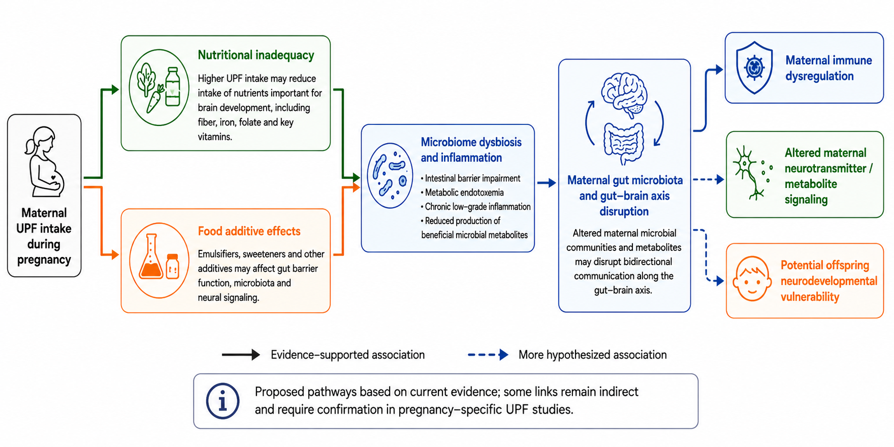 Proposed mechanism linking maternal UPF intake to gut–brain axis disruption. Image adapted from López-Yerena, A., Pinto, V., Stella, B. M., Yaşar, E., Camafort, M., Vives-Giralt, M. Q., Casanovas-Garriga, F., Ruiz-Leon, A. M., Estruch, R., & Casas, R. (2025). Unhealthy Diets, Unhealthy Futures: How Modern Eating Patterns Endanger Maternal and Offspring Health. Nutrients, 18(14), 2320. https://www.mdpi.com/2072-6643/18/14/2320 using ChatGPT/OpenAI