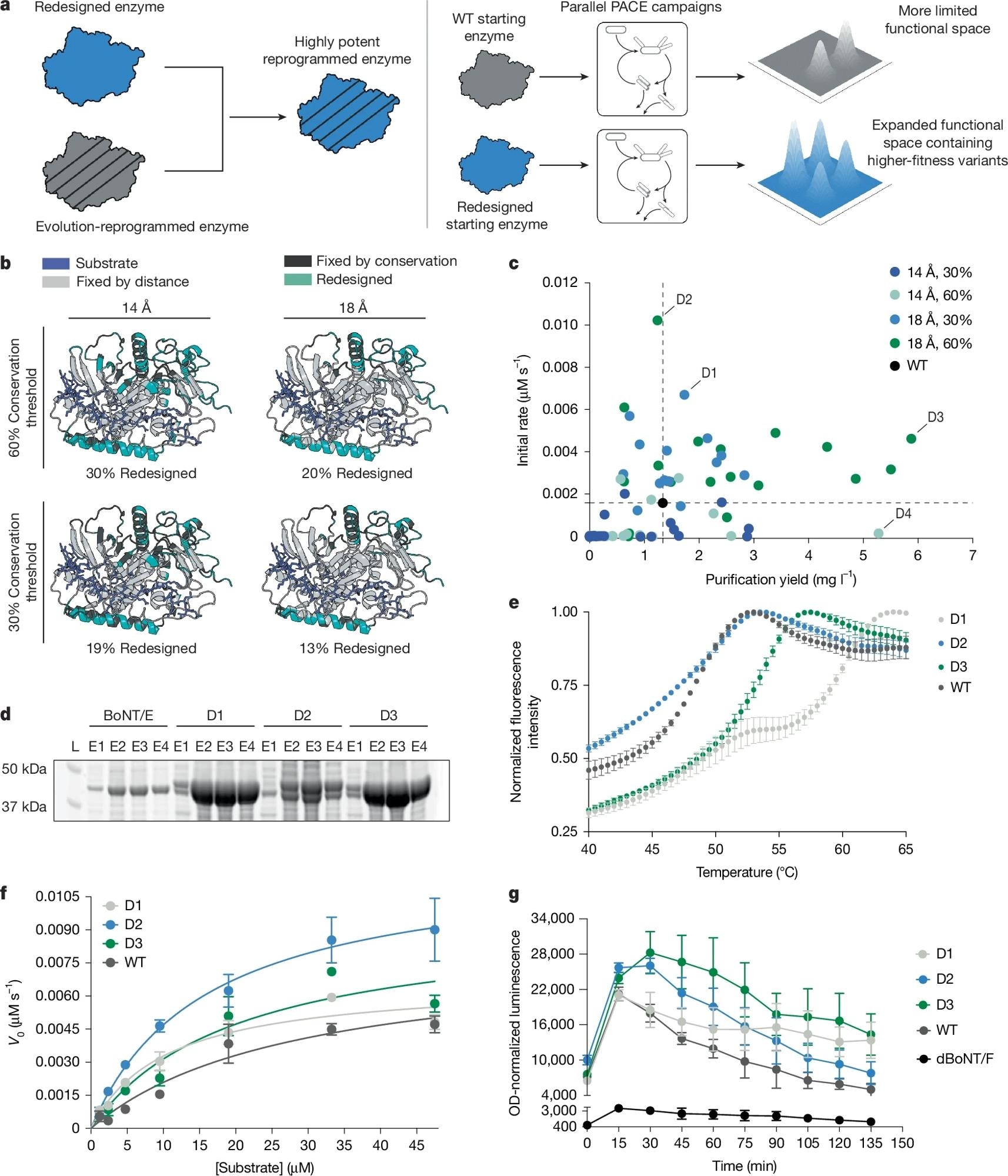 Overview for integrating computational protein sequence design and continuous evolution, and redesign of stabilized BoNT/E proteases. a, Left, redesigning laboratory-evolved enzymes yields highly potent enzymes with reprogrammed specificity. Right, redesigned proteases are superior evolutionary starting points that have an expanded, higher-fitness mutation space. b, Residues that were constrained or allowed to vary during redesign in BoNT/E protease. c, Catalytic rate and soluble yield for assayed designs. Rate assays were conducted with 2.5 nM protease and 4.75 µM SNAP25 FRET substrate. The dashed lines indicate values for the WT protease. d, Abundance of top redesigned proteases in purification elution fractions E1–E4 from the soluble fraction of E. coli expression cells. Out of approximately 1 ml of elution fraction, 5 µl was loaded into each lane. e, Protein thermal melting curves to measure Tm. Thermal unfolding was followed by SYPRO orange fluorophore. Tm values, calculated as the temperature at which the slope of the curve is maximal, are provided in Supplementary Table 6. f, Michaelis–Menten plot for in vitro cleavage kinetics with the SNAP25 FRET substrate. Resulting kinetic parameters for BoNT/E protease variants are provided in Supplementary Table 5. V0, initial velocity. g, Apparent protease activity in PACE protease cleavage selection circuit host cells measured by luciferase signal. OD, optical density. The values and error bars represent mean ± s.d. of three replicates (e–g).