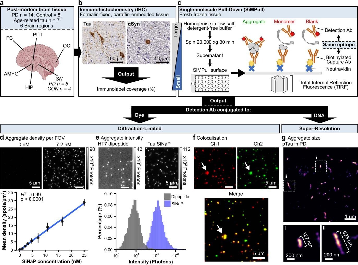 SiMPull workflow and output for characterising protein aggregates. (a) Post-mortem brain tissue cohort overview. The SN was highlighted due to the reduced sample size for frozen tissue. (b) IHC was used to study large, insoluble inclusion bodies. (c) Schematic representation of SiMPull used to detect nanoscopic aggregates. SiMPull excludes monomers from detection by using identical capture and detection antibodies. (d) Examples of diffraction-limited imaging using tau SiNaP aggregate standards. Aggregate density was significantly correlated with tau SiNaP concentration (Pearson correlation). Each point represents the mean of 12 FOVs and three well replicates, error bars represent mean ± standard deviation. (e) “Auto” contrast-adjusted example images of HT7 dipeptide, tau SiNaPs, and corresponding aggregate intensity distributions. (f) Example images of HT7 imaged in Channel (Ch) 1, AT8 imaged in Ch2. The white arrow indicates the same object in each channel and the merged image that was colocalised. (g) Example DNA-PAINT images from one PD human brain sample. Insets (i) and (ii) feature close-ups of super-resolved pTau aggregates. HIP = Hippocampus; AMYG = Amygdala; PUT = Putamen; SN = Substantia nigra; FC = Frontal cortex; OC = Occipital cortex. SiNaP = silica nanoparticle; FOV = Field of view; pTau = phosphorylated tau.
