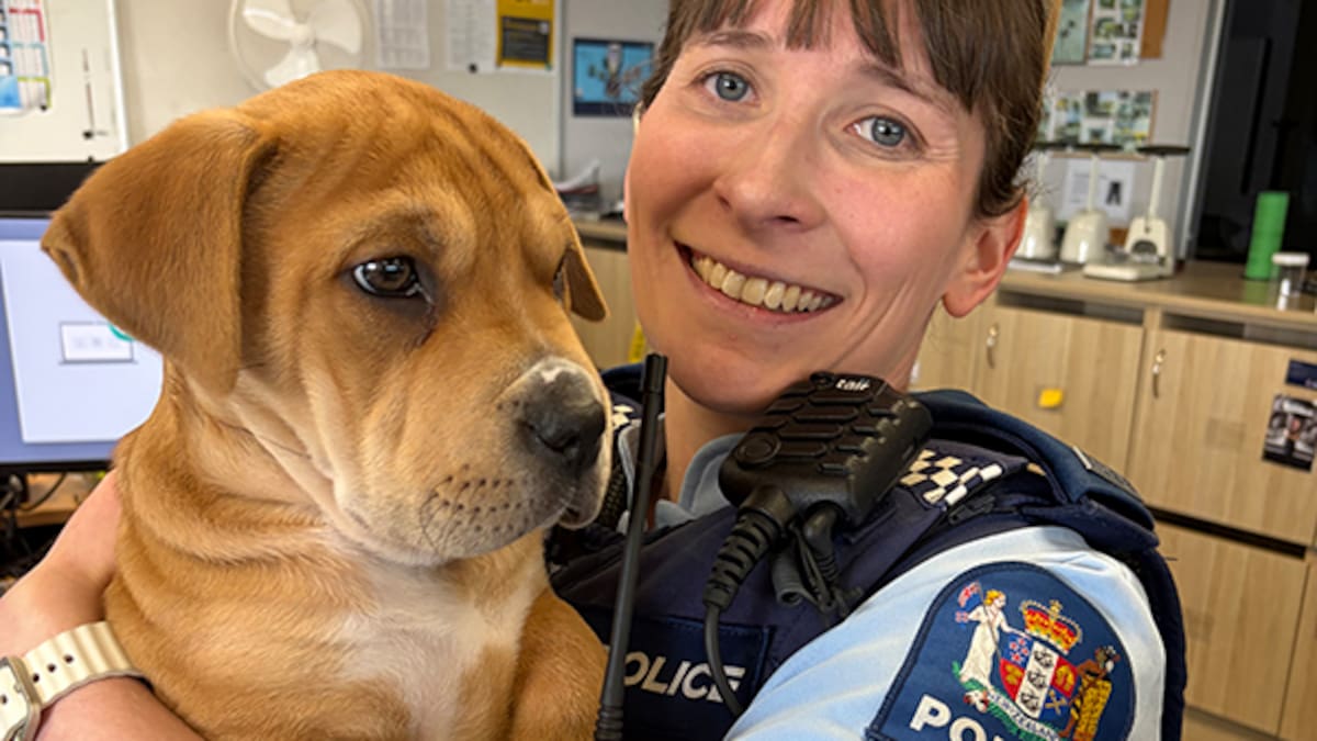 Stolen puppy Pebbles found safe after alleged North Shore theft