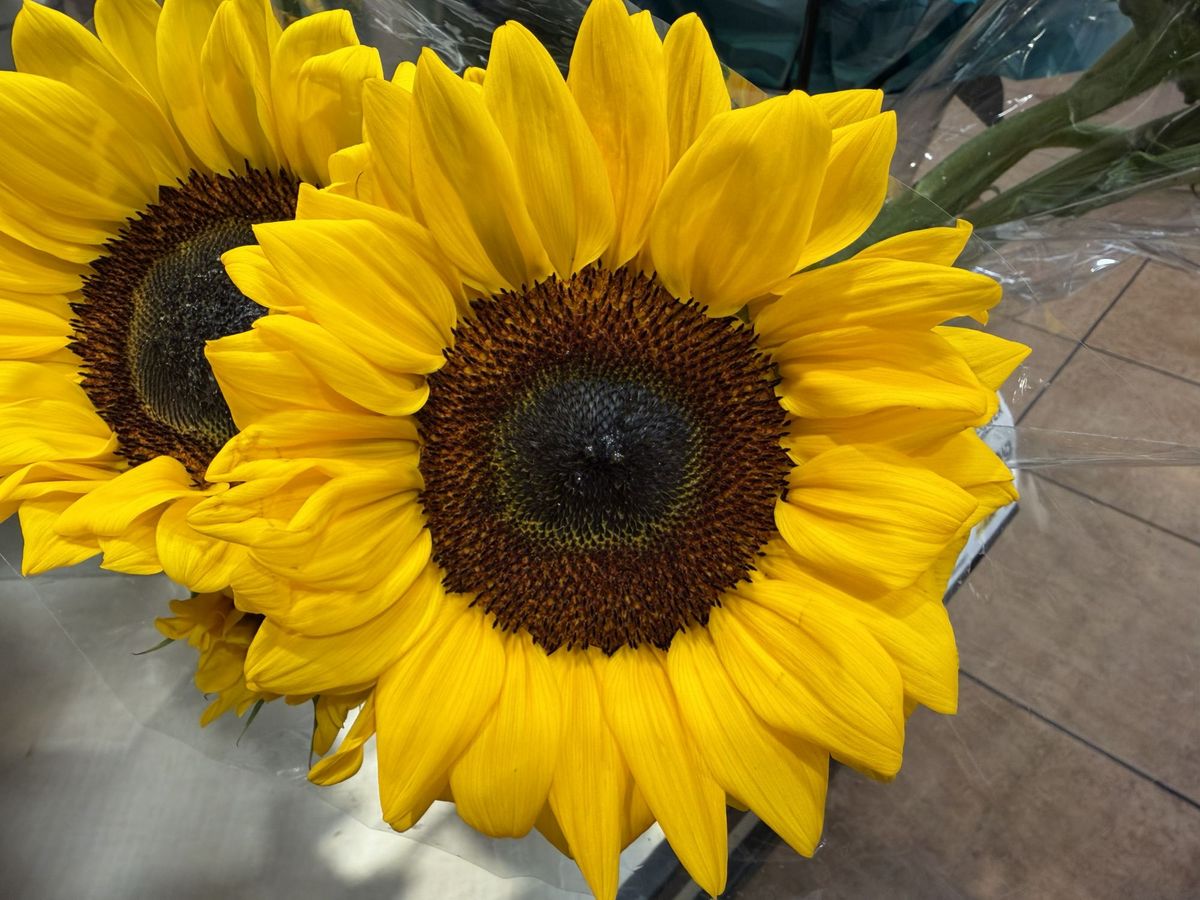 Apple iPhone 17 Pro Max camera sample.