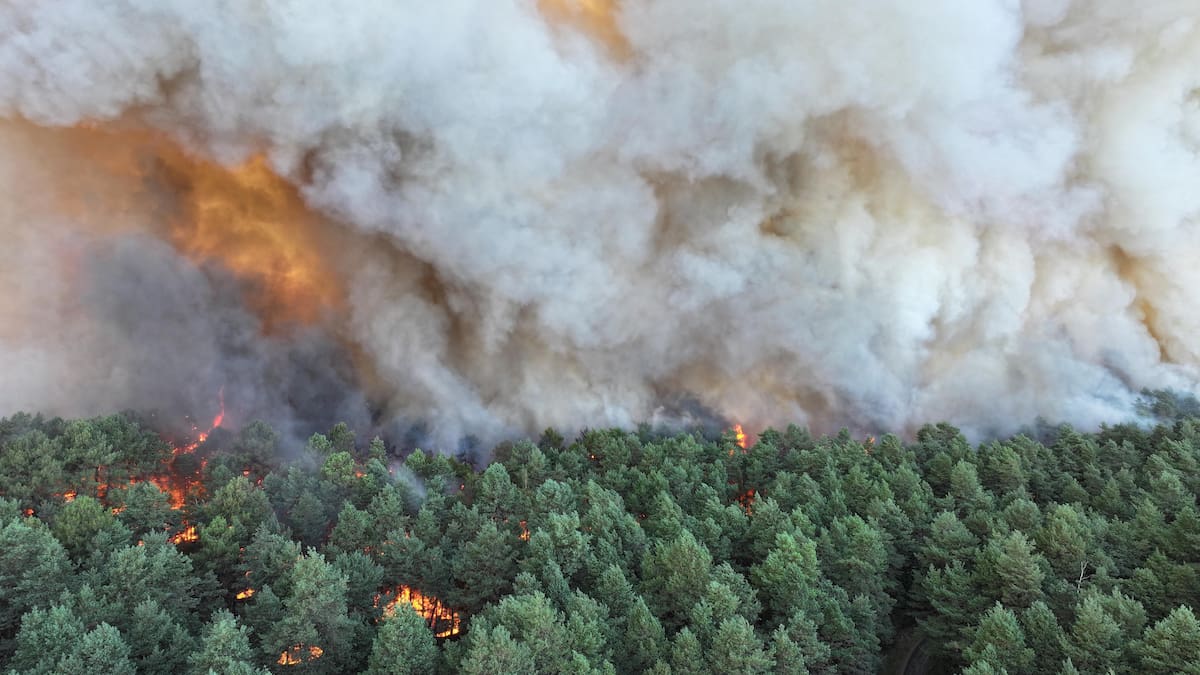 Wildfire sweeps through forest near Paris as UK says 2700 died from heatwaves