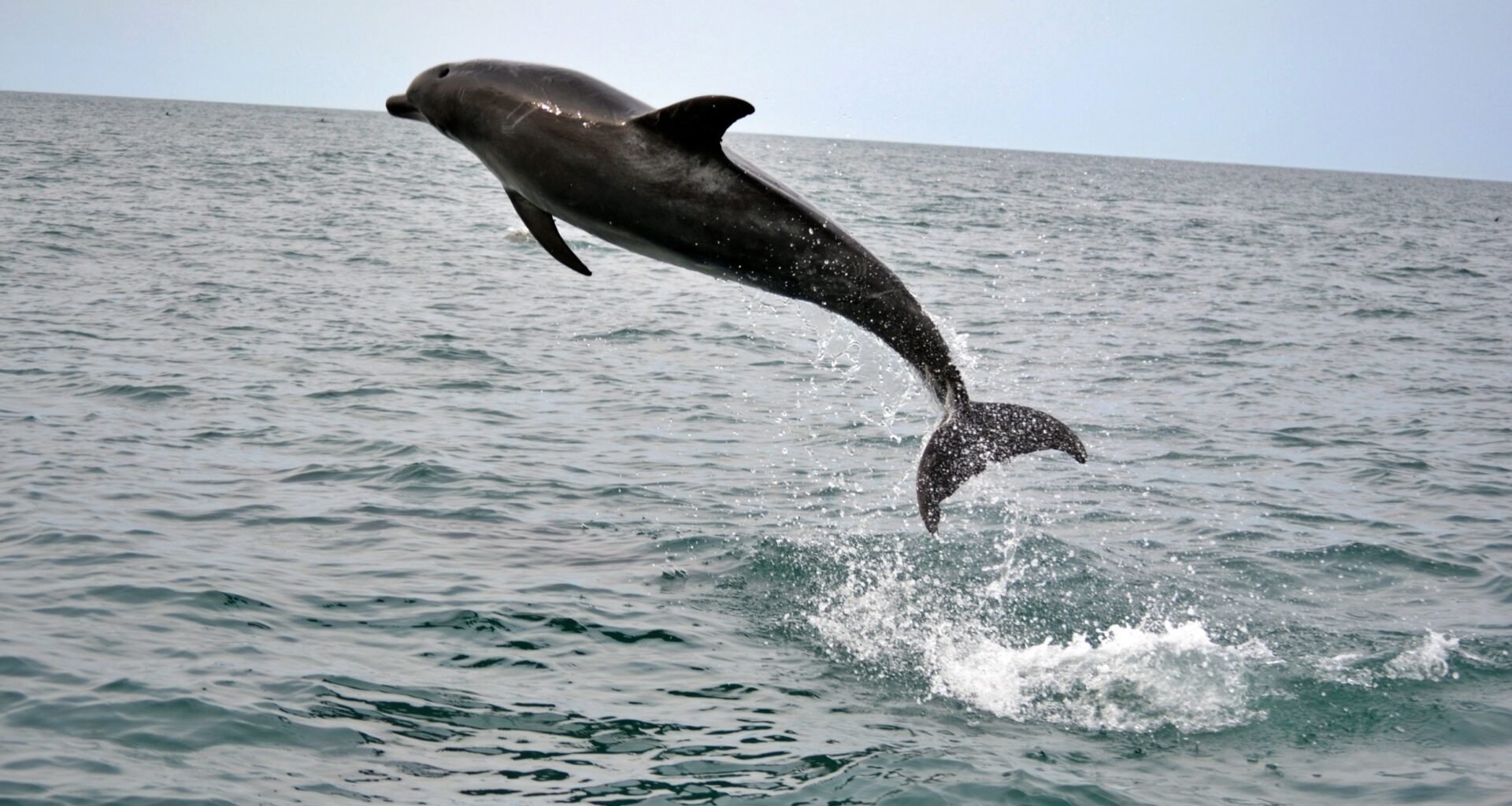 Sounds of the sea reveal hidden dolphins off Japan's coast