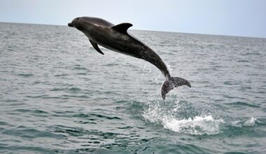Sounds of the sea reveal hidden dolphins off Japan's coast