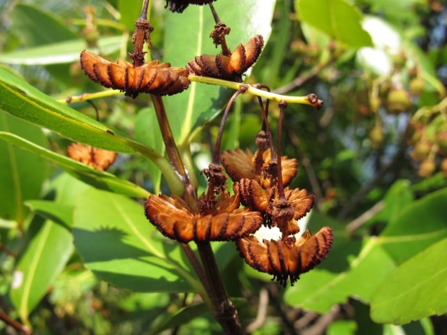 Scientists Studying Earth's Flowering Plants Issue a Stark Warning to Humanity