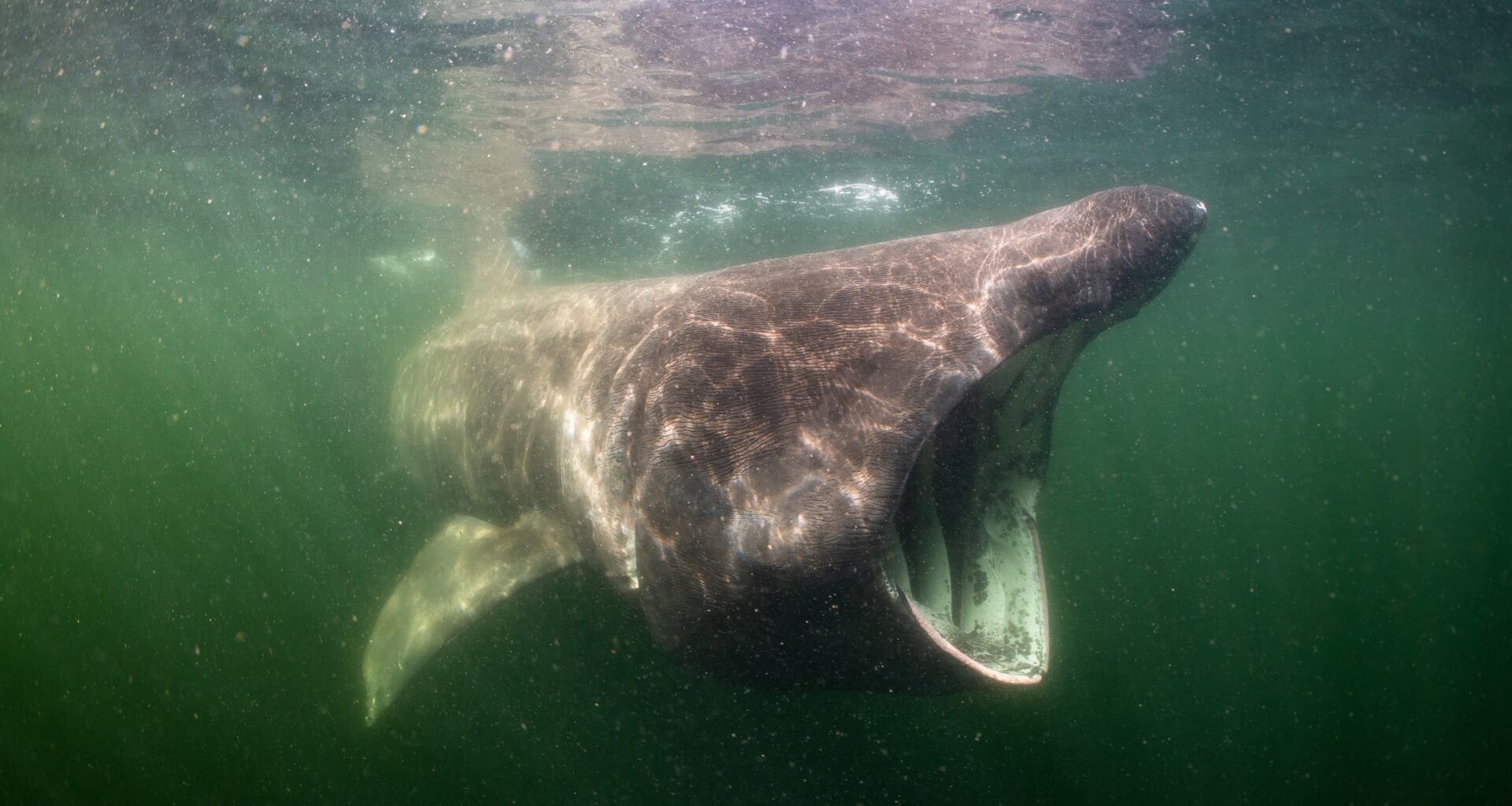 Wind farms join bottom trawlers and oil rigs in a protected North Sea sandbank