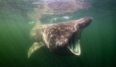 Wind farms join bottom trawlers and oil rigs in a protected North Sea sandbank