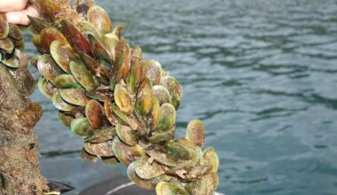 Seafood company fined $39k for illegally moving oysters and mussels