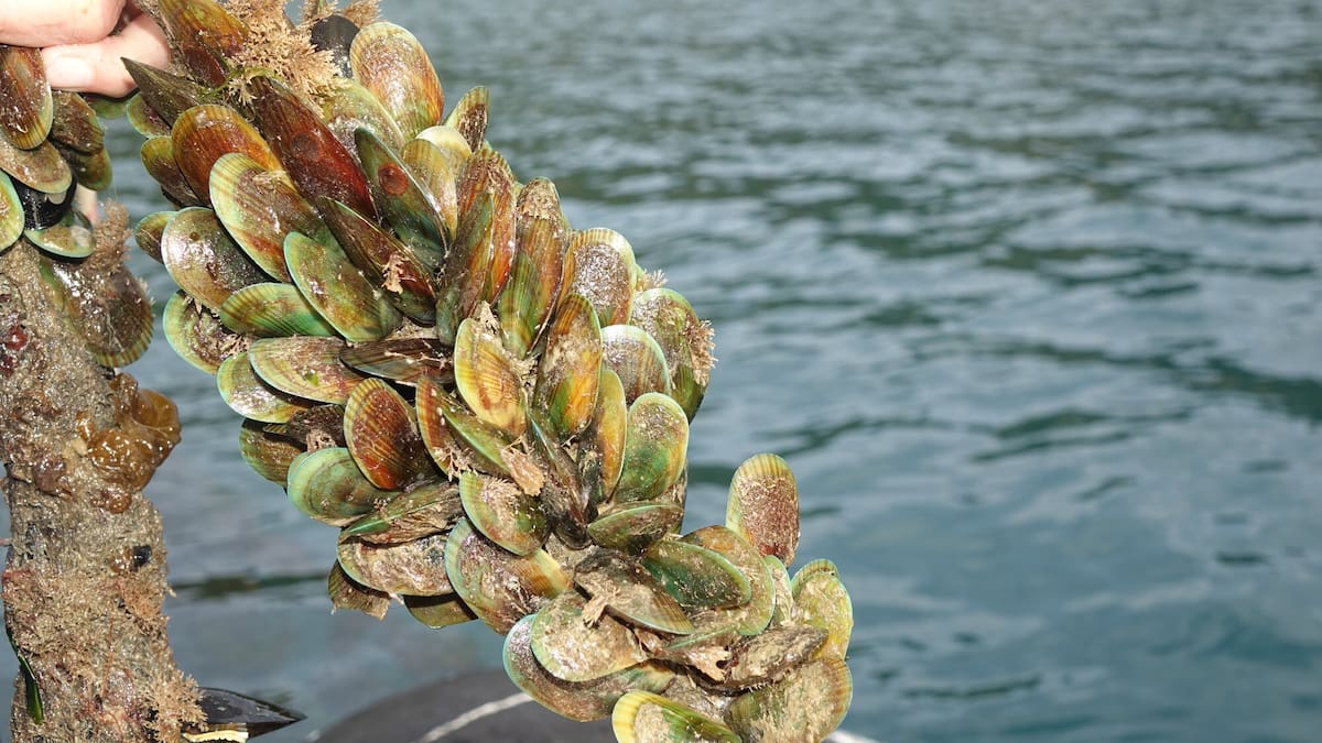 Seafood company fined $39k for illegally moving oysters and mussels
