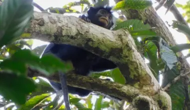 A new monkey species,‘Likweli,’ is found in the Congolese rainforest