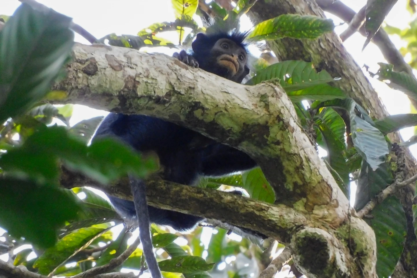 A new monkey species,‘Likweli,’ is found in the Congolese rainforest