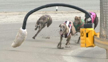 Greyhound racing ban: Industry resigned to its fate as end is in sight