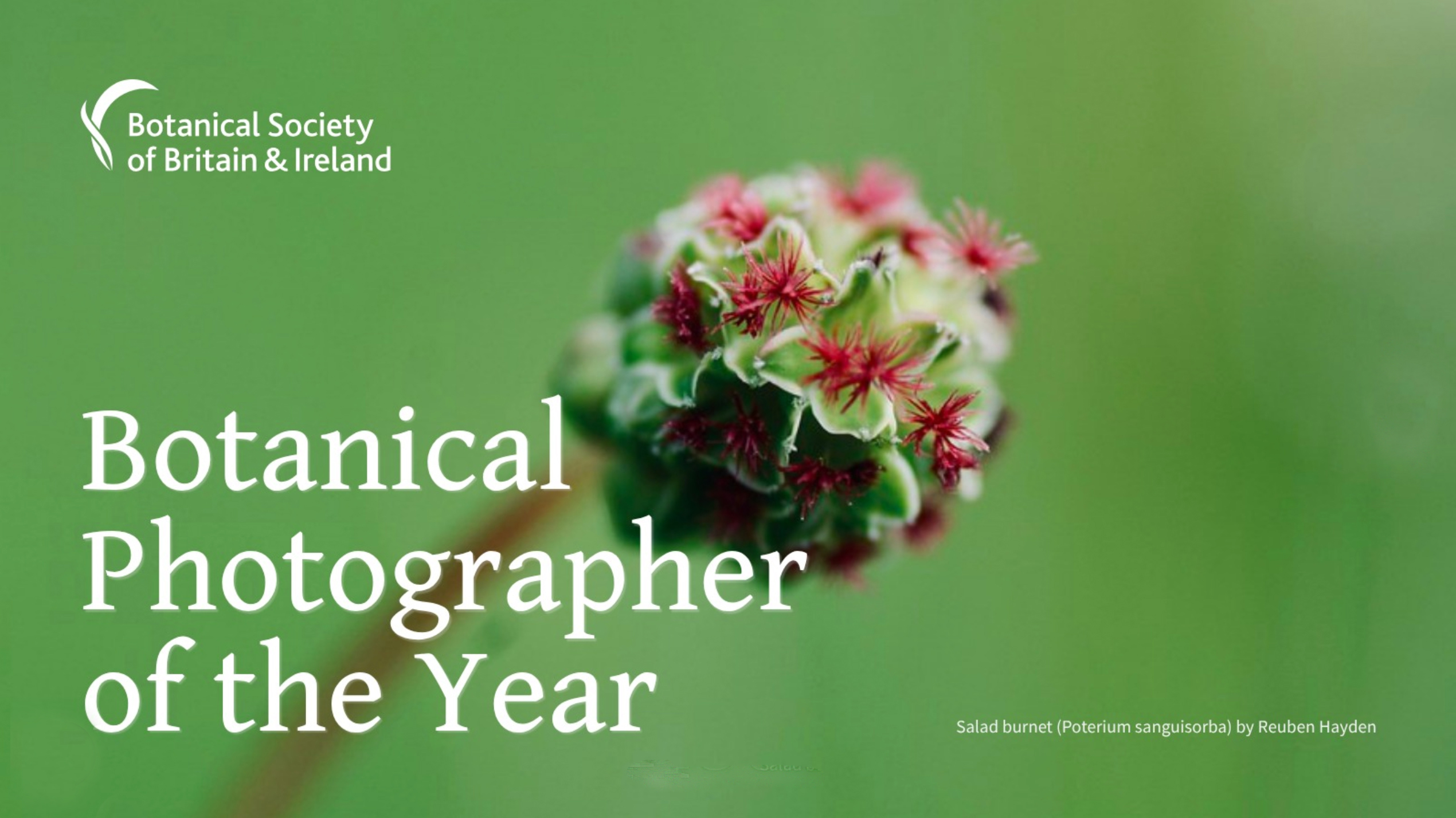 Close-up of a Salad burnet flower with red and green hues, featured in the Botanical Photographer of the Year by the Botanical Society of Britain &amp; Ireland