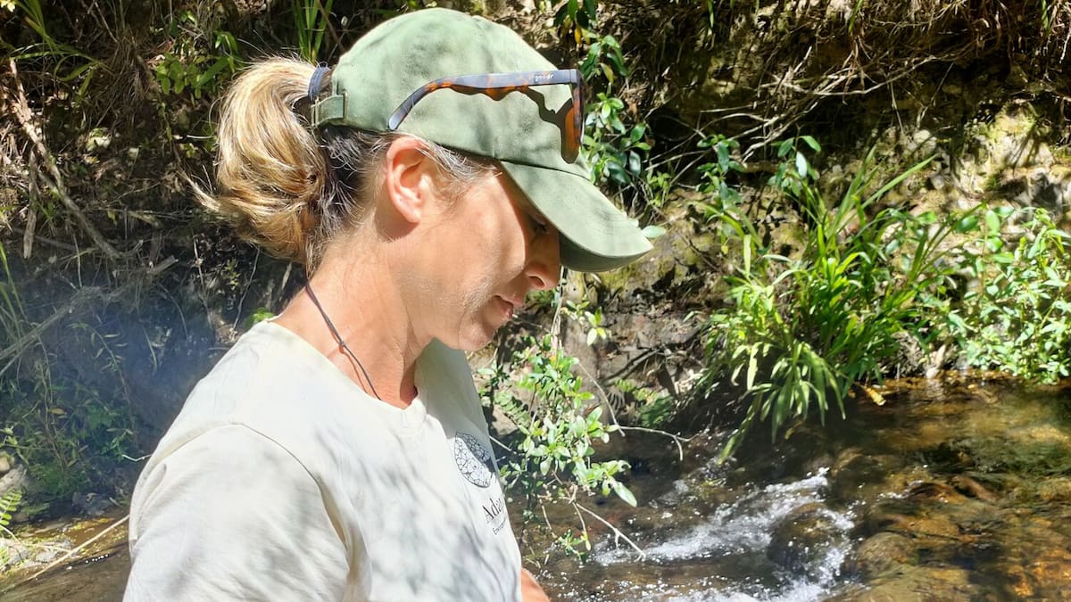Mangatangi and Maramarua rivers: Testing reveals 527 species, rare kākahi