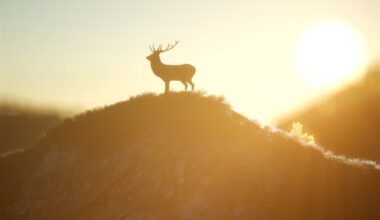 Wild deer spreading onto farms and near urban areas, hunter warns