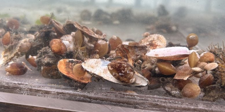 Living Brachiopods From San Juan Island