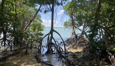 Southeast Asian mangroves shift from historic decline to net growth