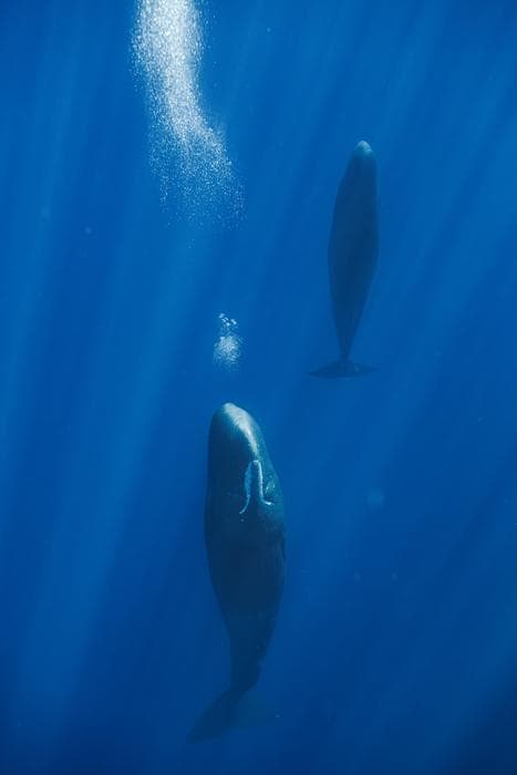 Two whales swimming in deep blue ocean with sunlight filtering down.